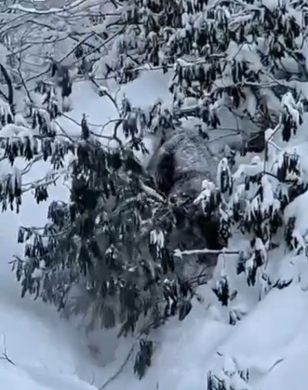 Kastamonu’da Karda Bata Çıka Yürüyen Bozayı Güldürdü (4)