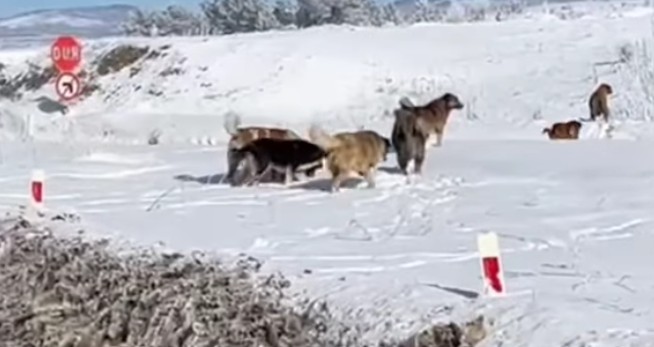 Sahipsiz Sokak Hayvanları 2