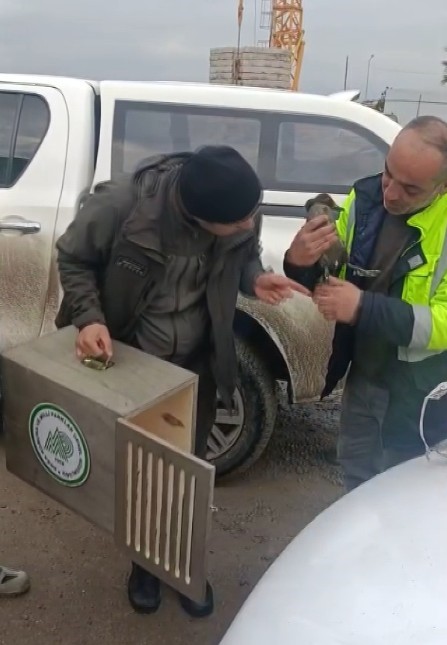 Şantiyede Yaralı Halde Bulduğu Ördeğe Çocuğu Gibi Baktı (3)