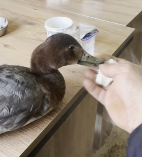Şantiyede Yaralı Halde Bulduğu Ördeğe Çocuğu Gibi Baktı (4)