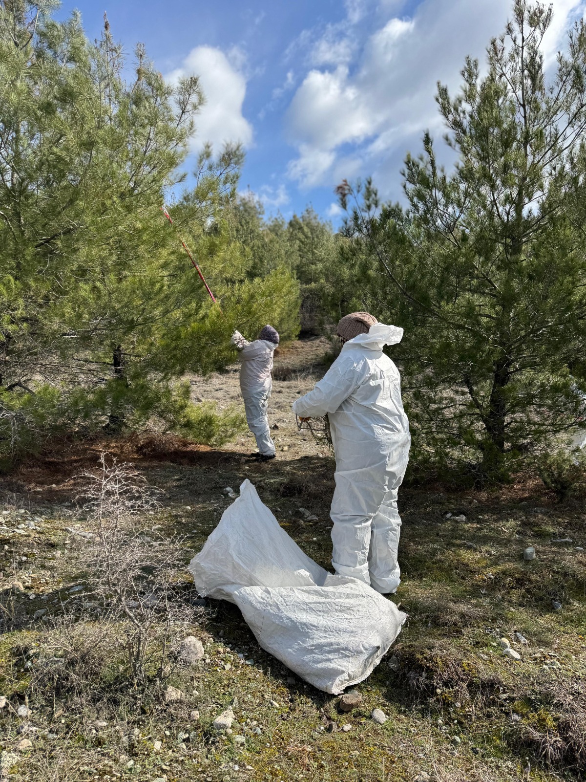 Çam Kese Mücadelesi (2)