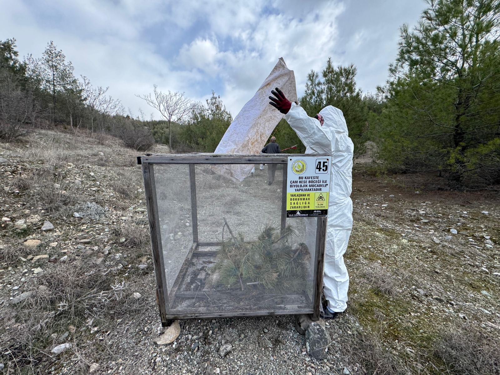 Çam Kese Mücadelesi (3)