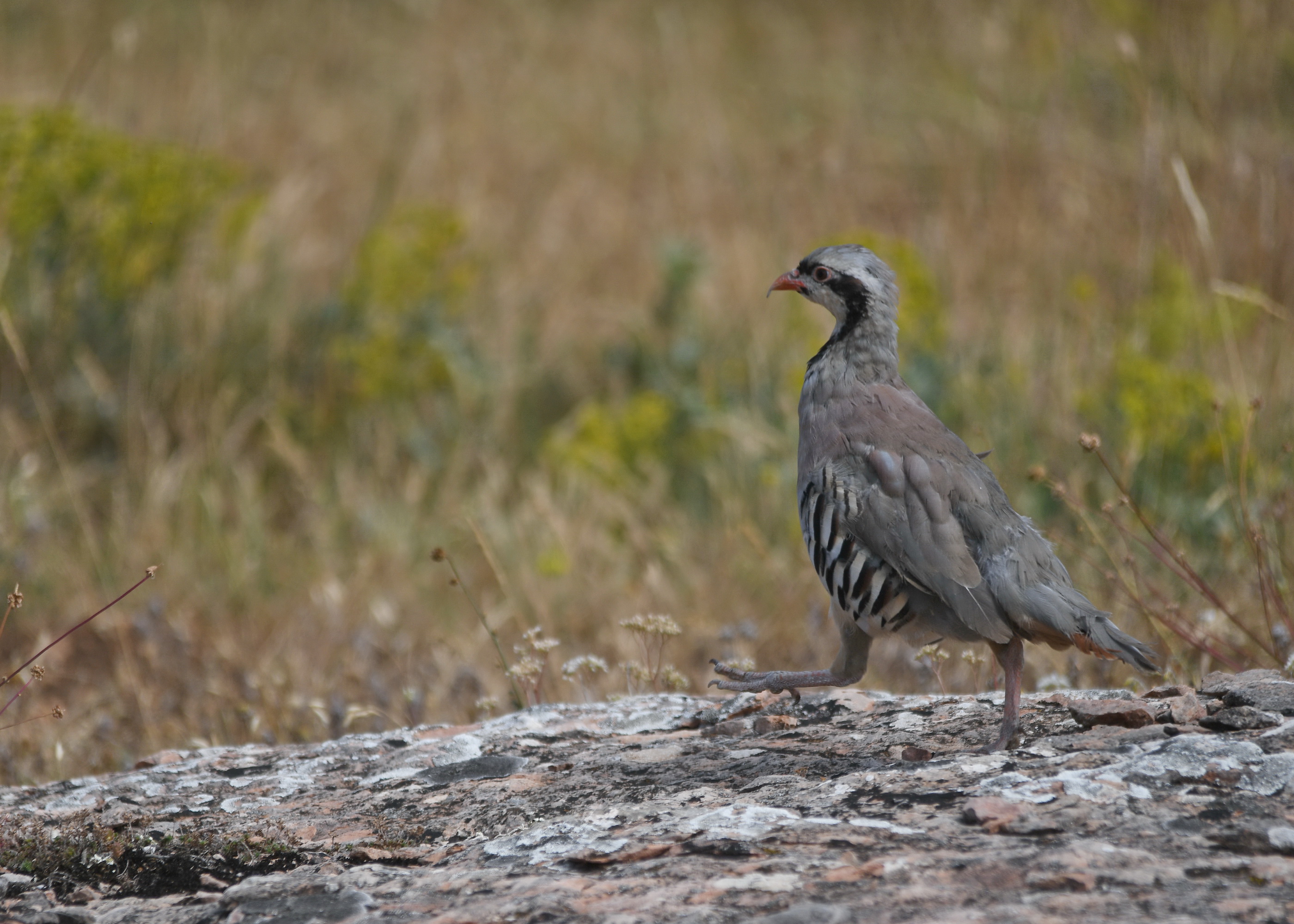 Cebrail Keleş 21 Şubat Köşe Yazısı (1)
