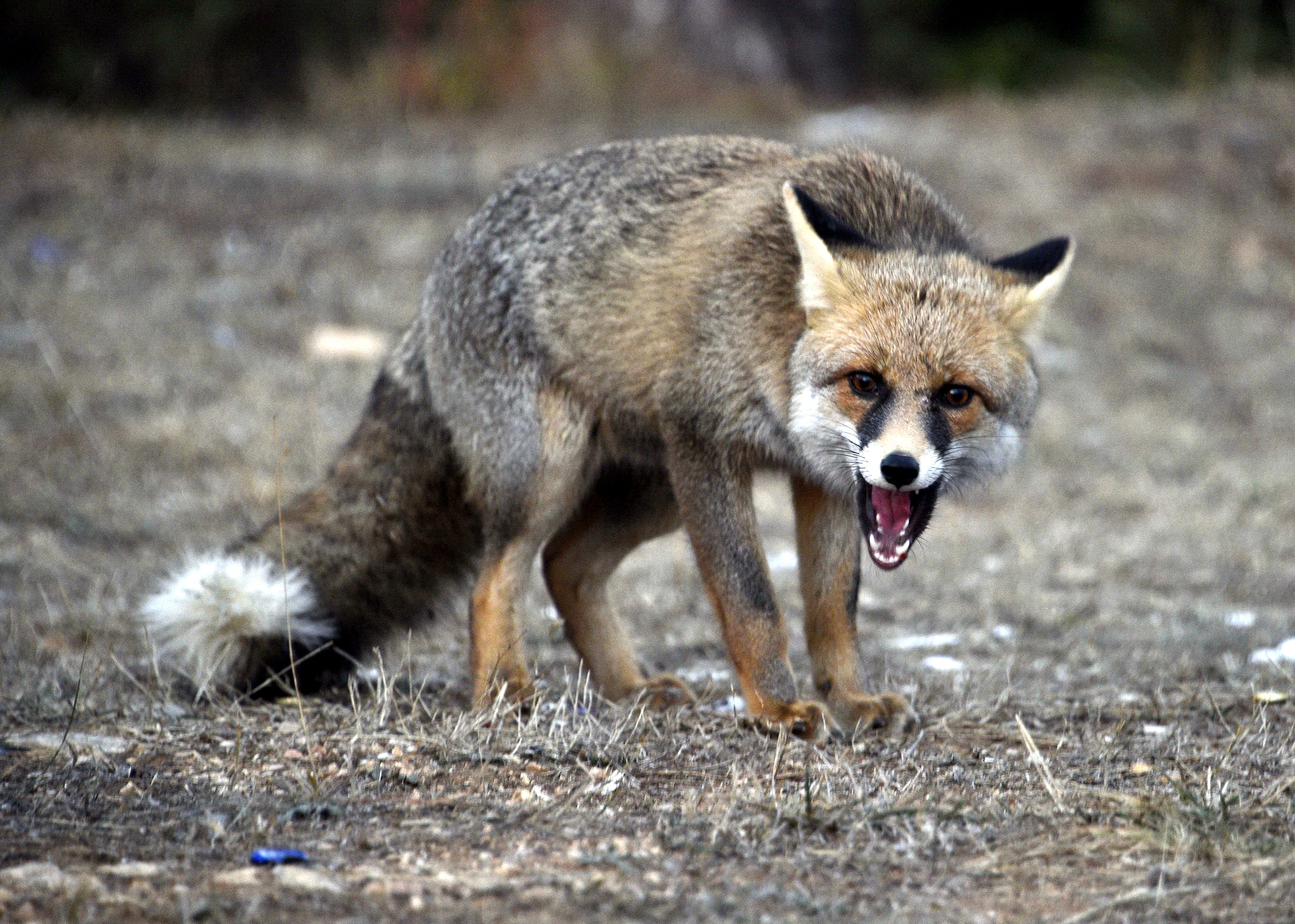 Cebrail Keleş 21 Şubat Köşe Yazısı (2)