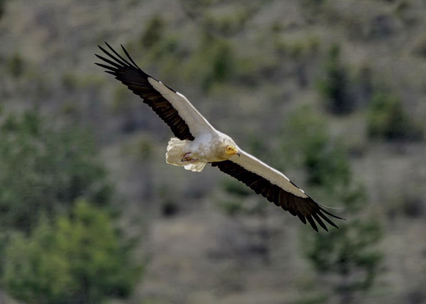 Cebrail Keleş 21 Şubat Köşe Yazısı (5)