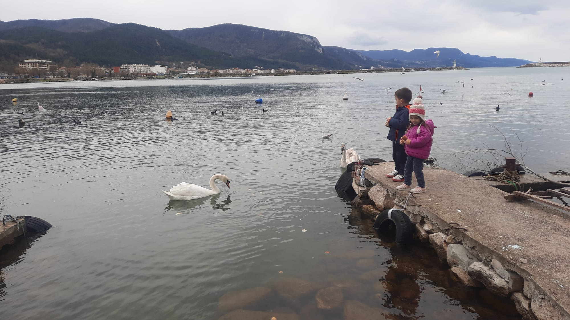 Cide'de Çocuklar Kuğuları Elleriyle Besledi (2)