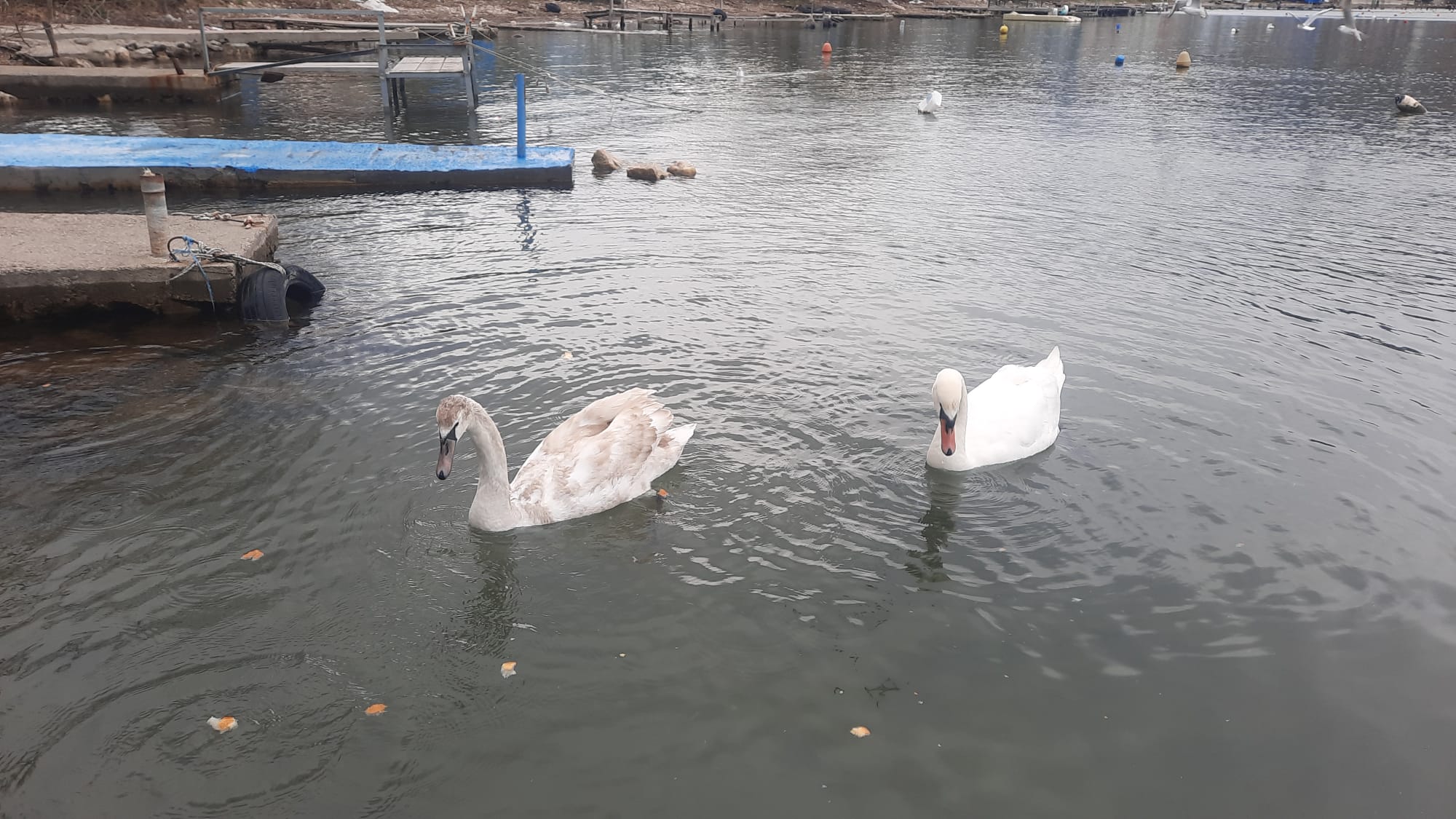 Cide'de Çocuklar Kuğuları Elleriyle Besledi (3)