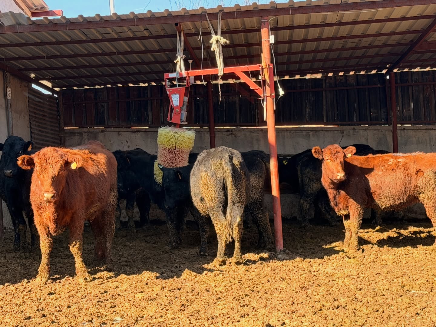 Duve Destegi Buyukbas Tarım (2)