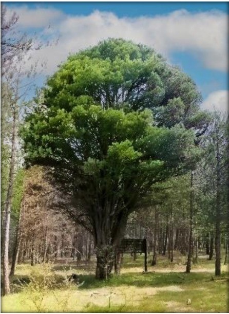 Mustafa Afacan Köşe (2)-73