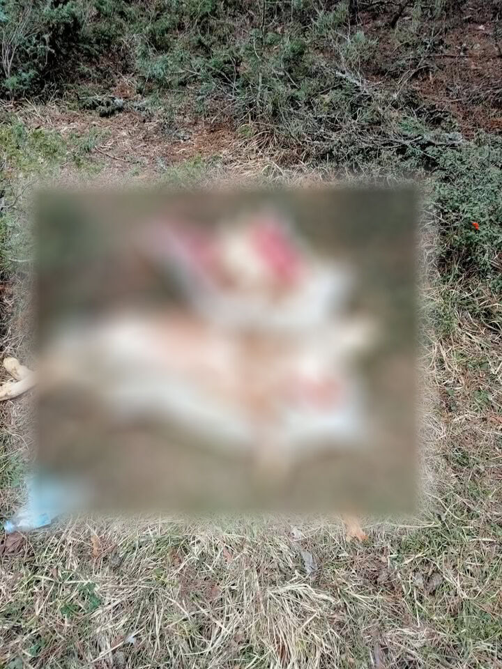 Pes Dedirten Görüntü Kastamonu’dan Mesire Alanına Ölülerini Bıraktılar (2)