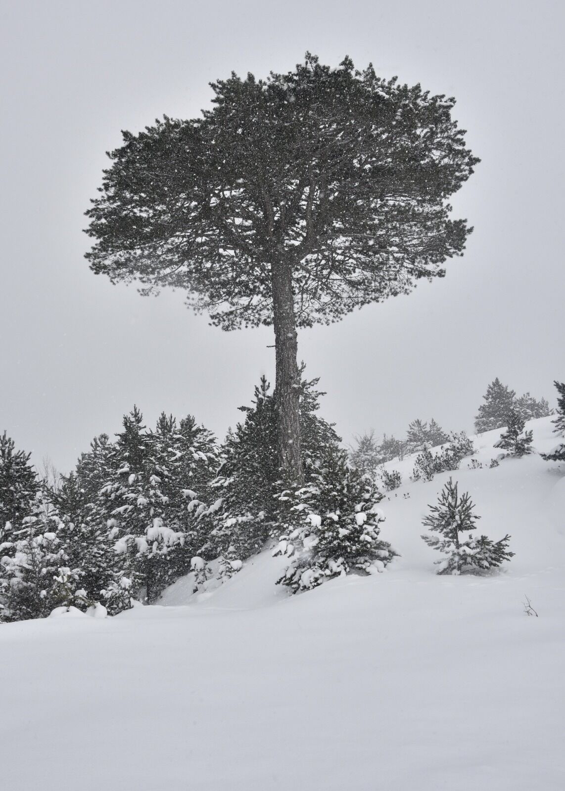 Cebrai̇l Keles Kose (1)-35