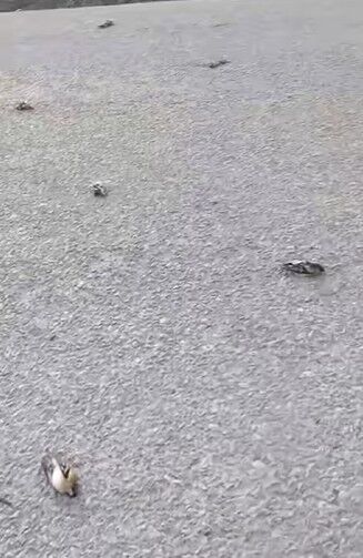 Devrekani Ölü Kuşlar