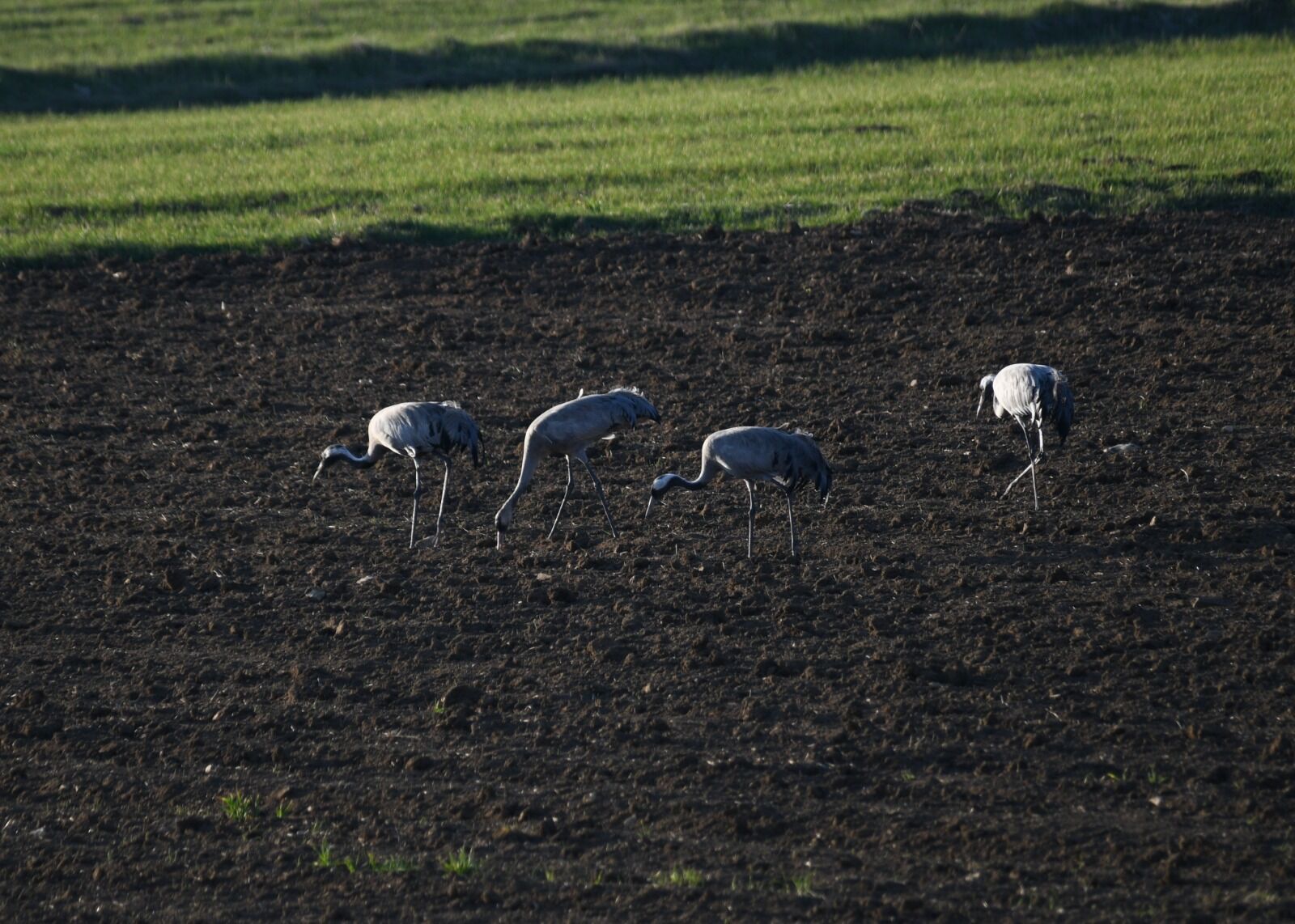 Gokyuzunun Sadık Yolcuları Ilk Kez Kayda Gecti Kastamonu (3)