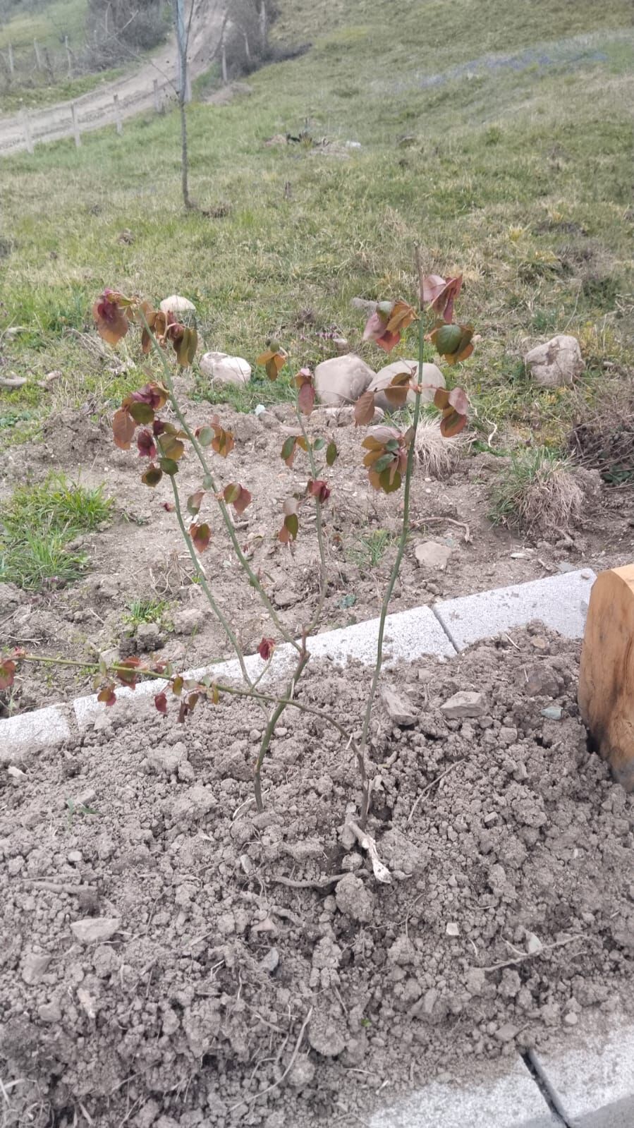 I M G 20260319 W A0002