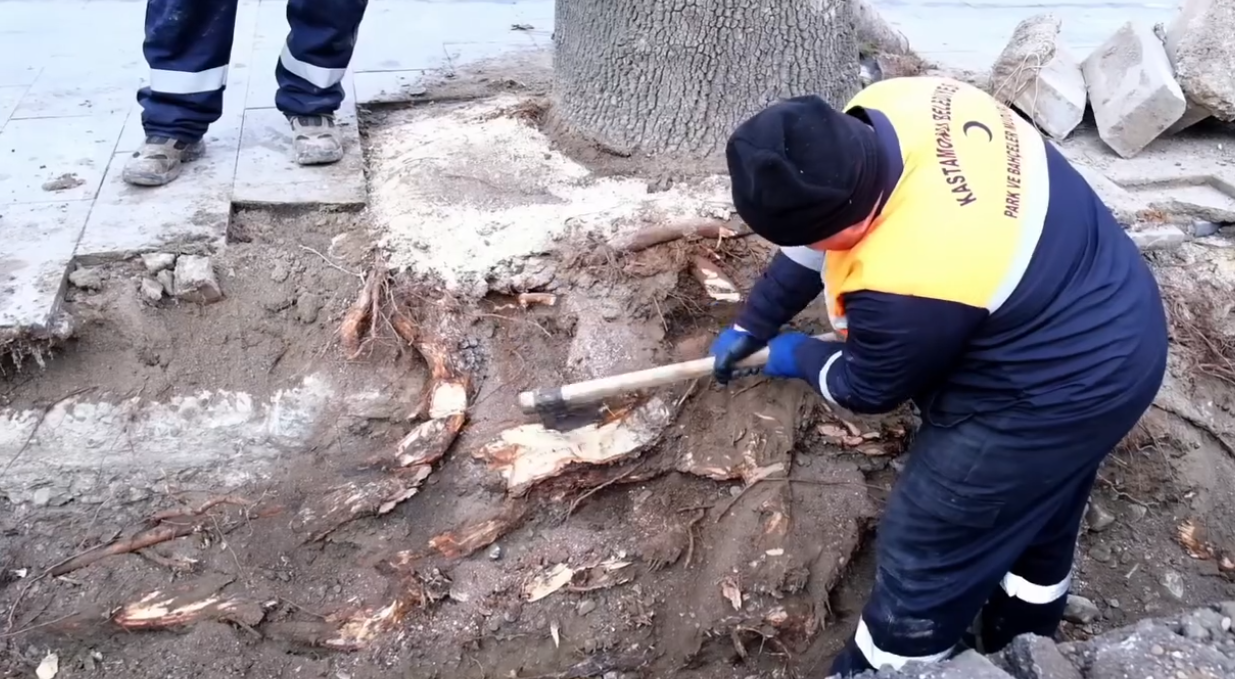 Kastamonu Çınarları Için Yeni Dönem (2)