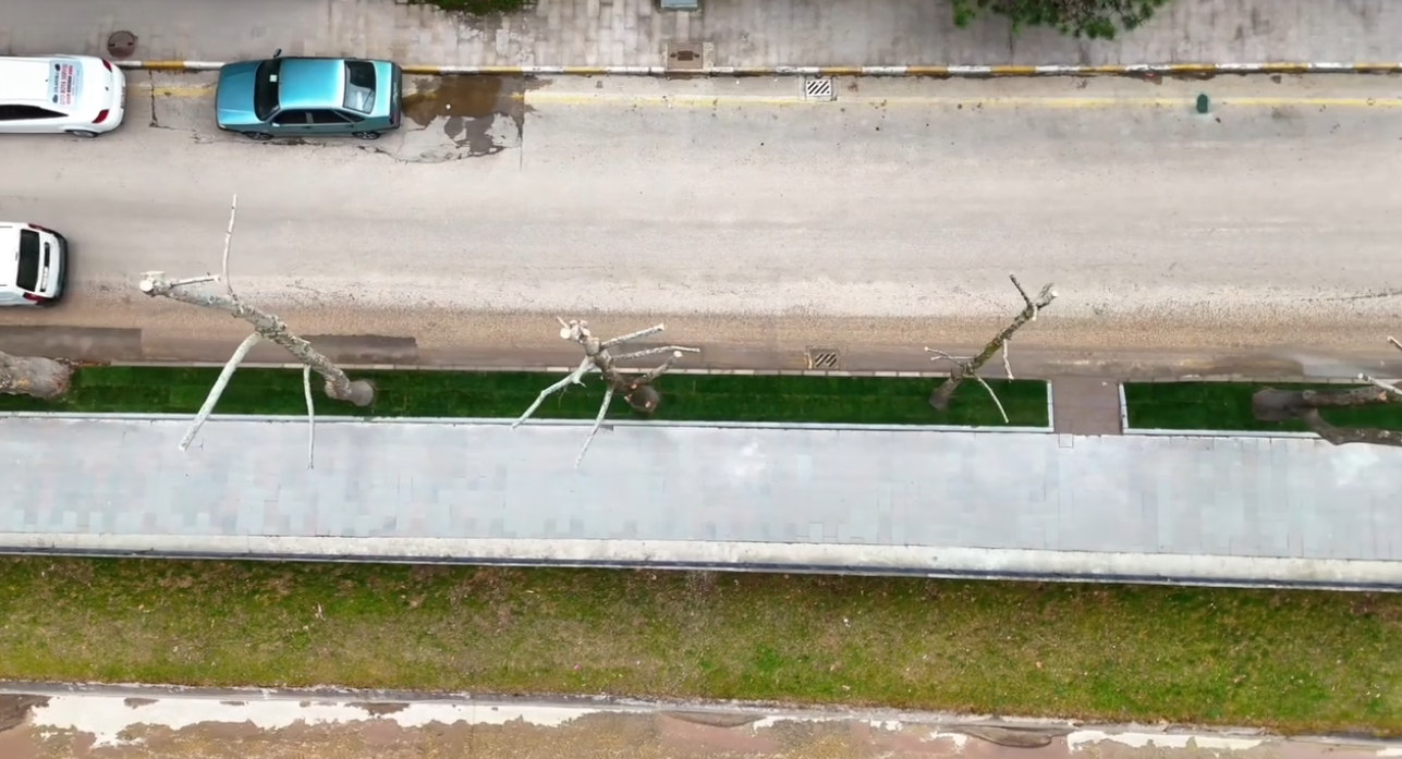 Kastamonu Çınarları Için Yeni Dönem (3)