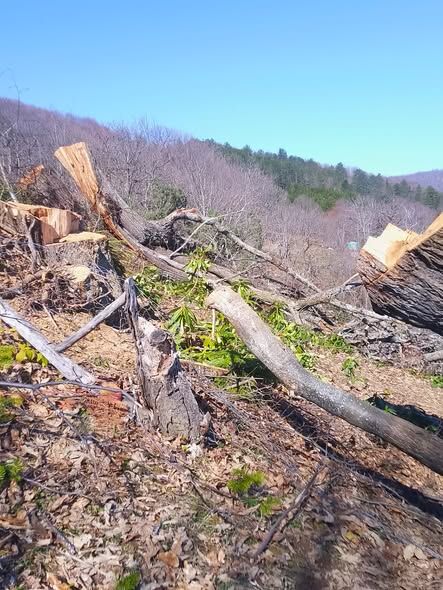 Kastamonu'da Ağaç Katliamı Iddiası! (2)
