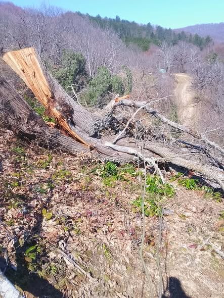 Kastamonu'da Ağaç Katliamı Iddiası! (3)
