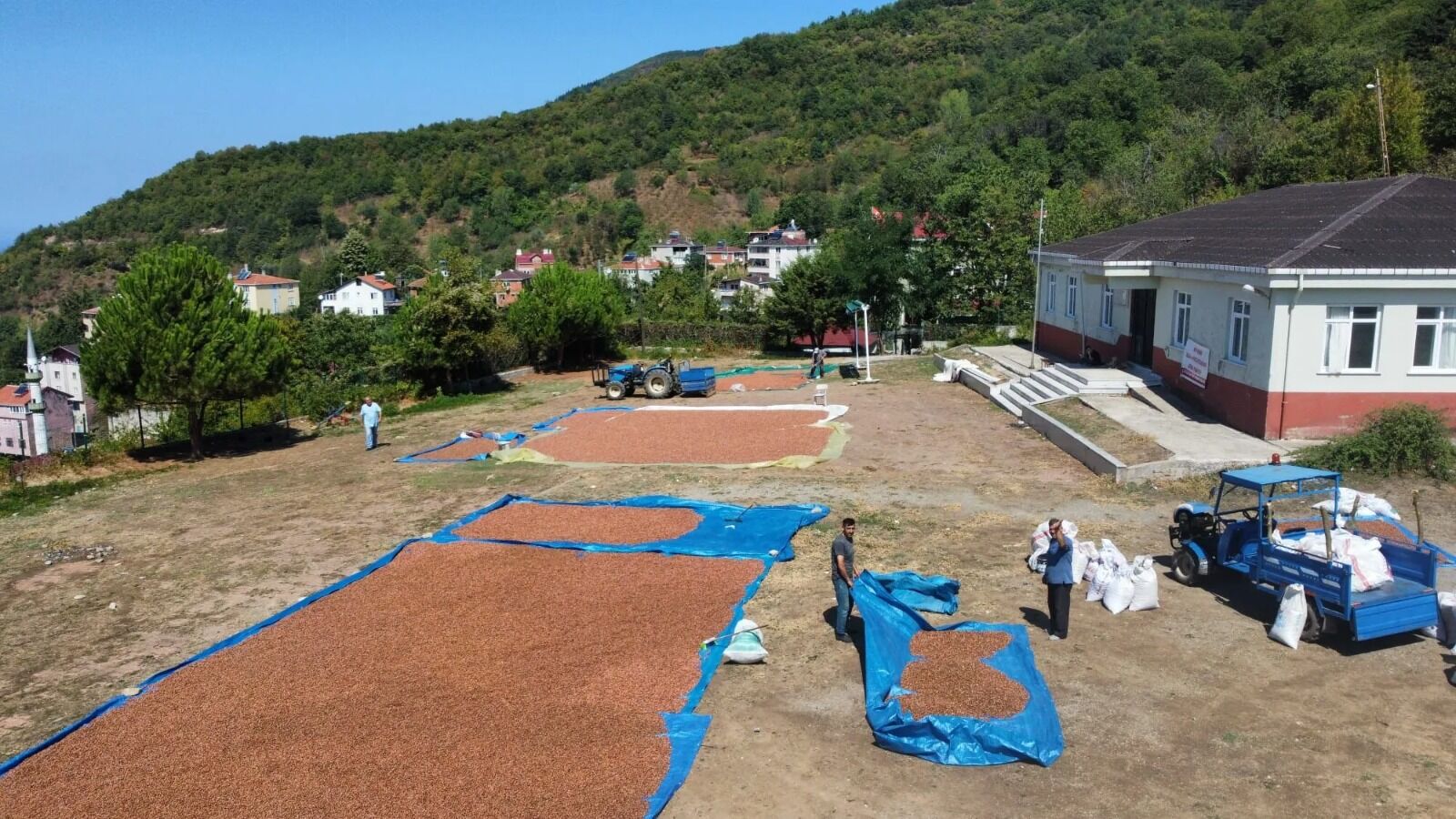 Odabaş, Cide’de Fındık Üreticileri Zor Durumda (1)
