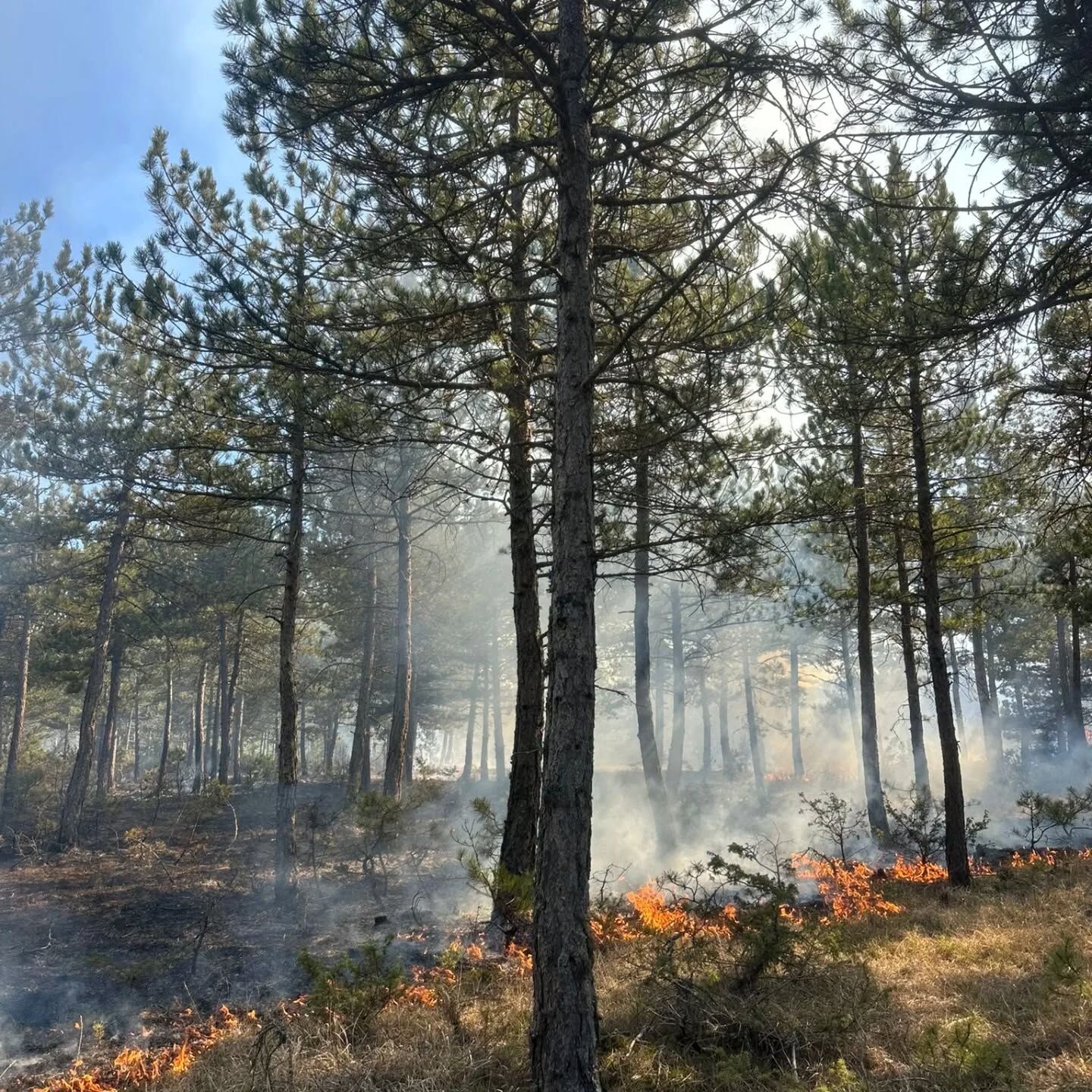 Orman Yangını Cıktı