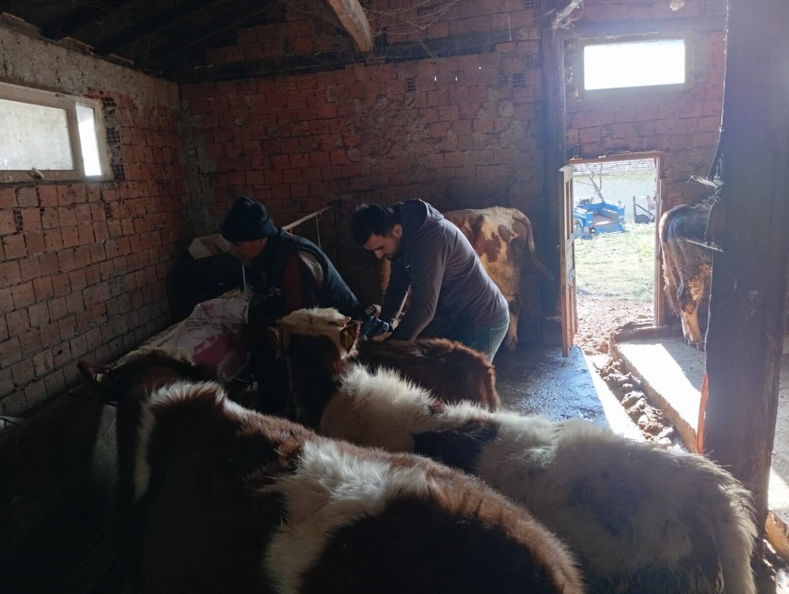 Şap Aşısı Uygulaması Suruyor (1)