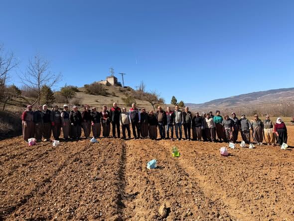 Taşköprü’de Sarımsak Dikimi Yerinde Incelendi (2)
