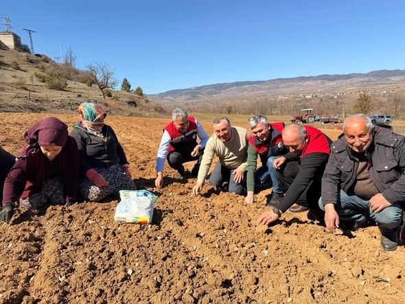 Taşköprü’de Sarımsak Dikimi Yerinde Incelendi (3)