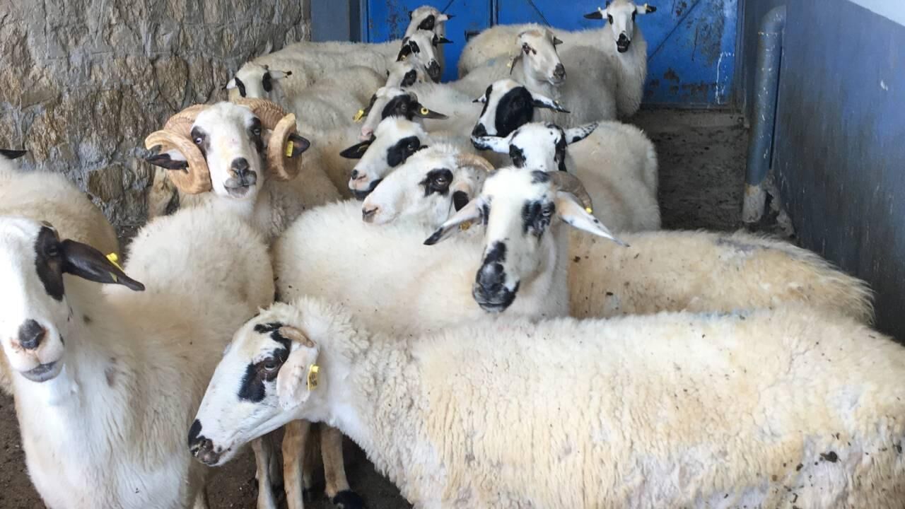 2025’Te Kastamonu’ya 209 Milyon Tl Hayvancılık Dopingi (1)-1