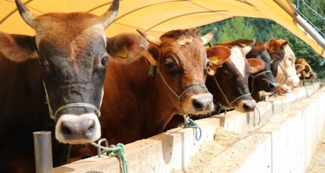 2025’Te Kastamonu’ya 209 Milyon Tl Hayvancılık Dopingi (2)