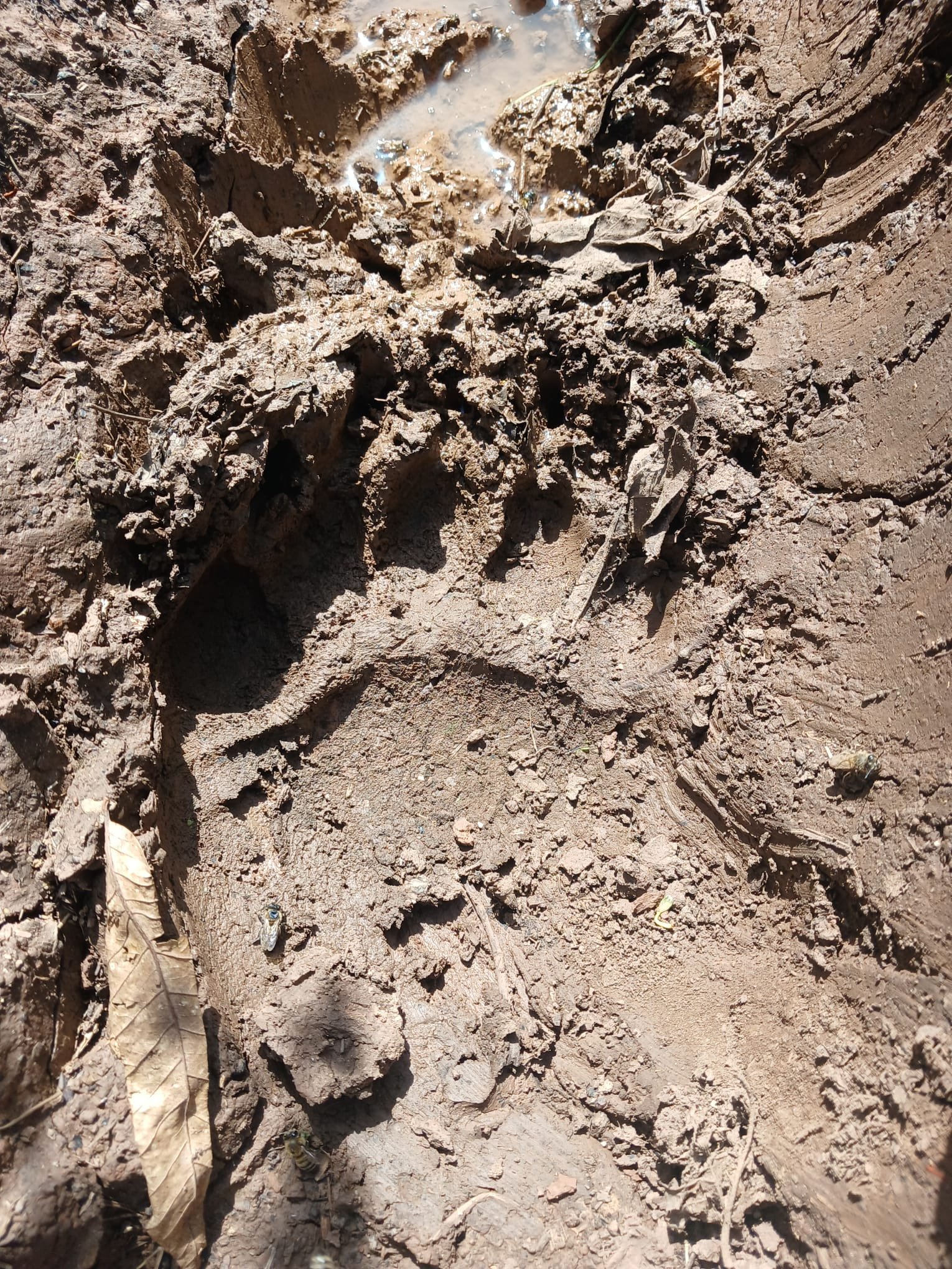 Ayılar Arı Kovanlarını Parcaladı (3)
