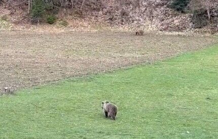Ayılar Kastamonu’da Baharı Karşıladı (1)
