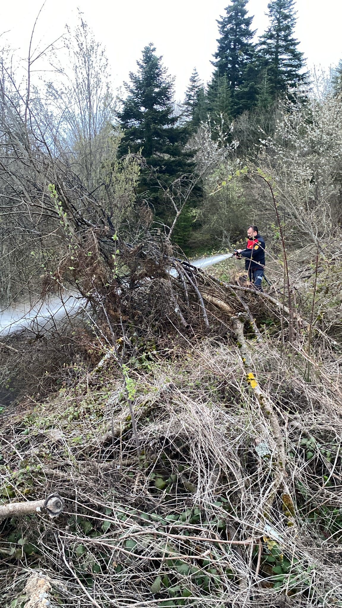 Cide Ormanlık Alan Yangın (1)