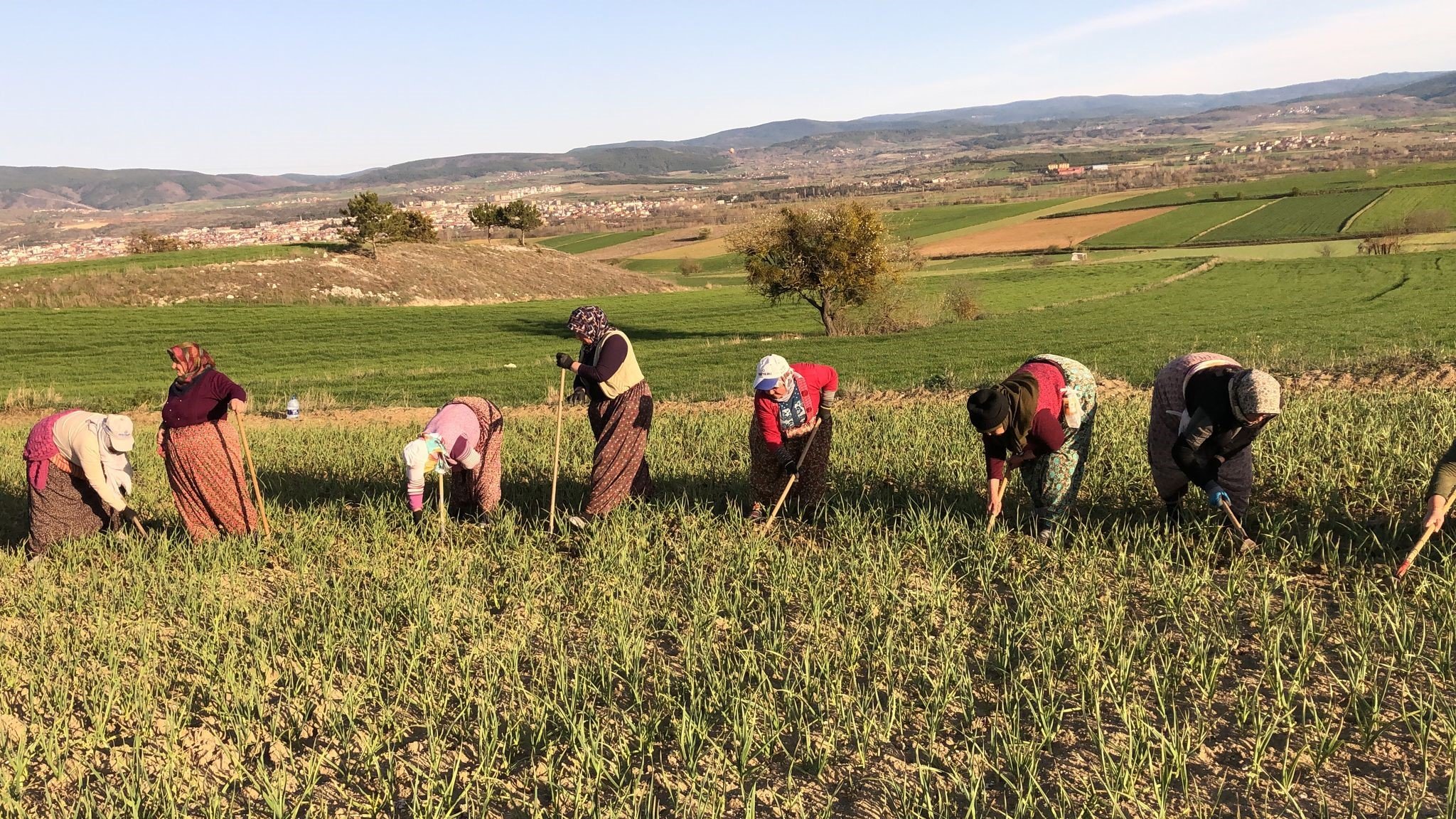 Dünyaca Ünlü Sarımsak Için Tarlalarda Emek Yarışı! (1)