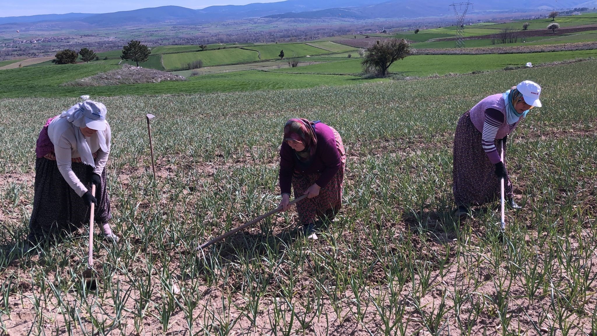 Dünyaca Ünlü Sarımsak Için Tarlalarda Emek Yarışı! (2)