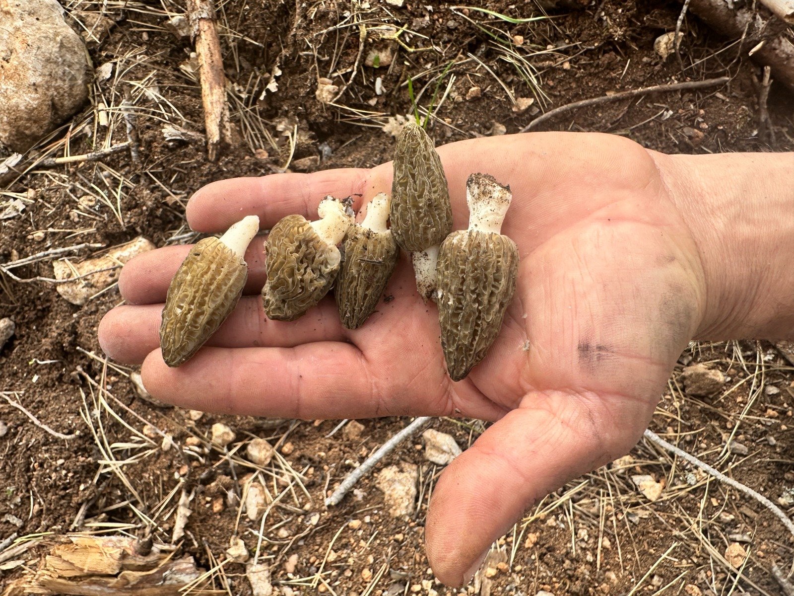 Kastamonu Kuzugobegi (2)