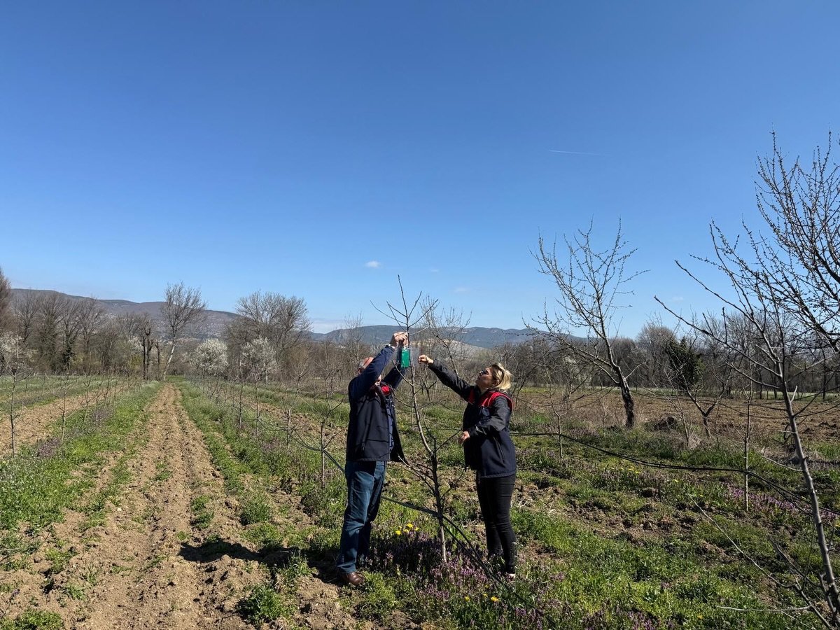 Kastamonu’da Kahverengi Kokarca Ile Mücadele Sürüyor (1)