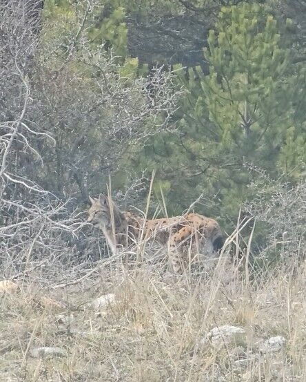 Kastamonu'da Ormanın Hayaleti Vasak Goruntulendi (1)