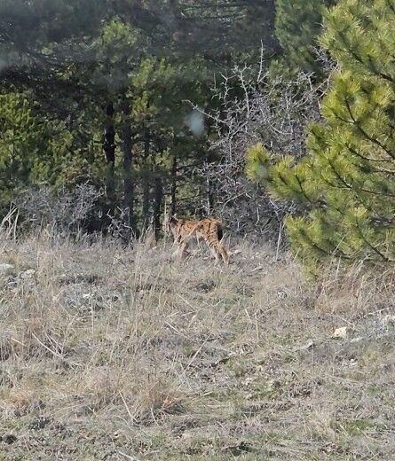 Kastamonu'da Ormanın Hayaleti Vasak Goruntulendi (3)