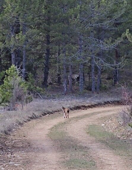 Kastamonu'da Ormanın Hayaleti Vasak Goruntulendi (4)