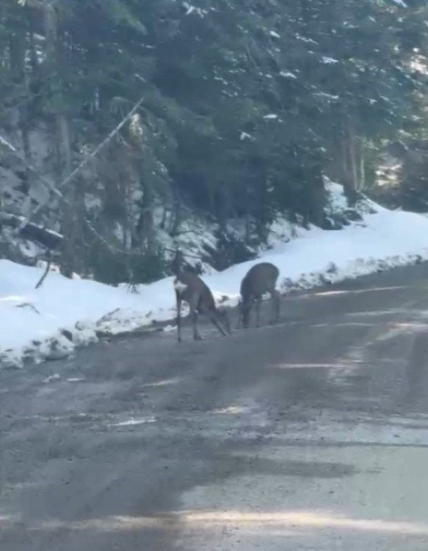 Yol Kenarından Su Icen Karacalar (1)