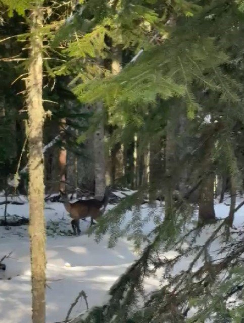 Yol Kenarından Su Icen Karacalar (3)
