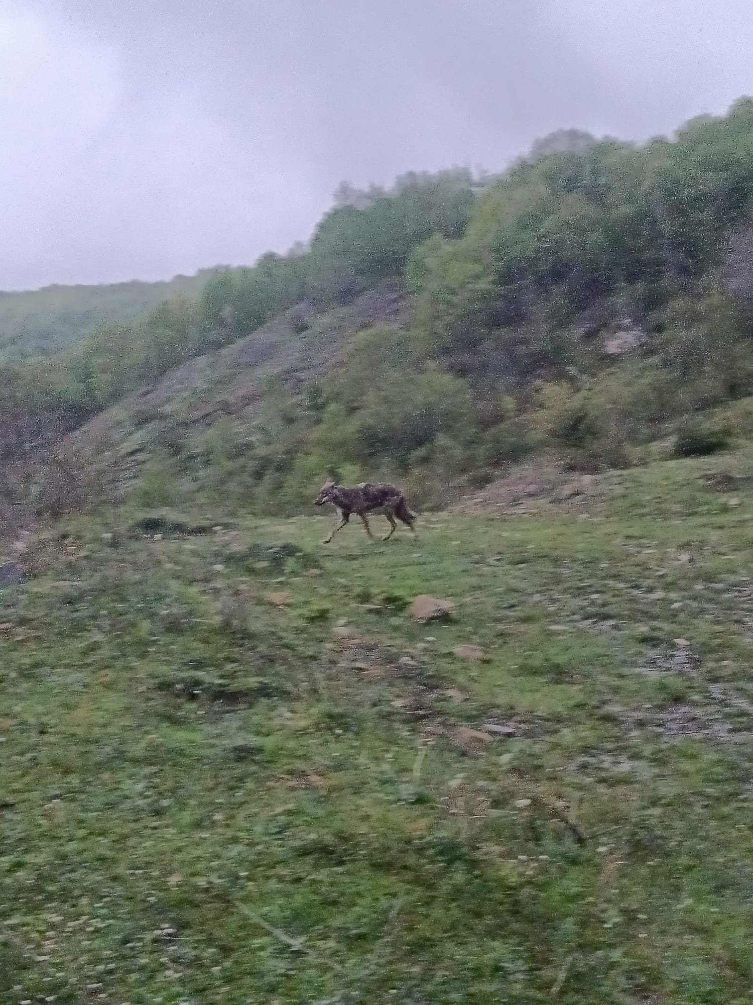 Aç kalan çakal köy yakınında görüntülendi
