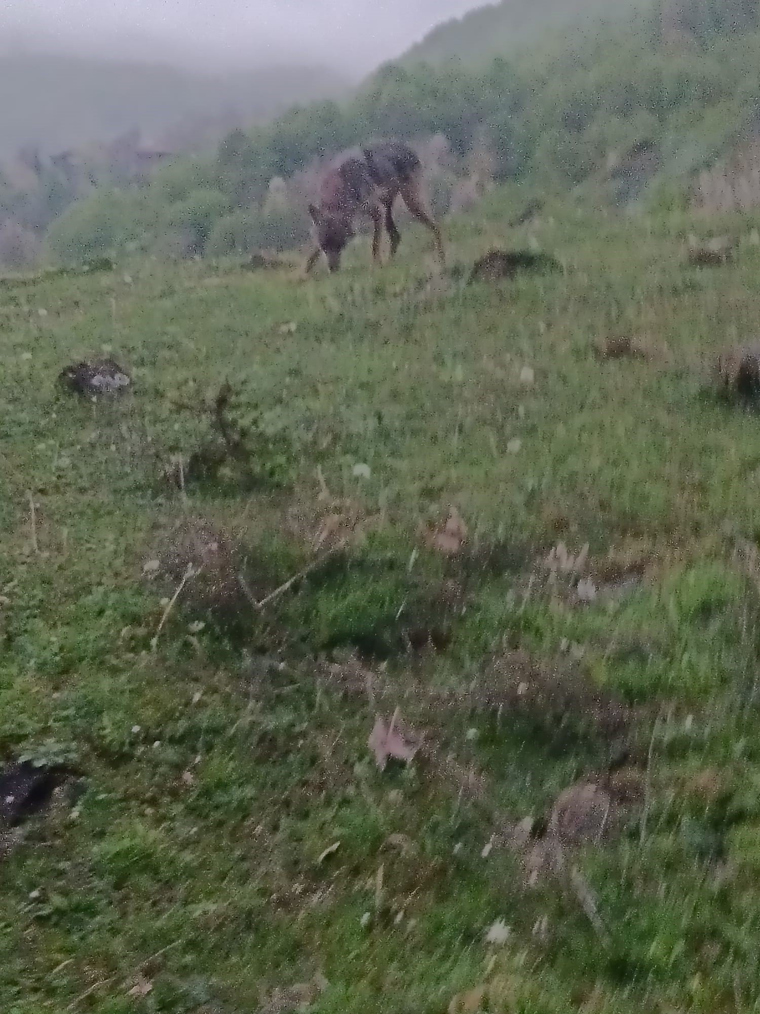 Aç Kalan Çakal yeniceye Indi (2)