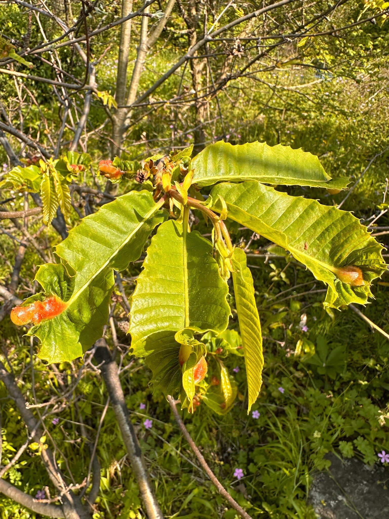 Gal Arısı Inebolu 5 Yılı Doldurdu (1)