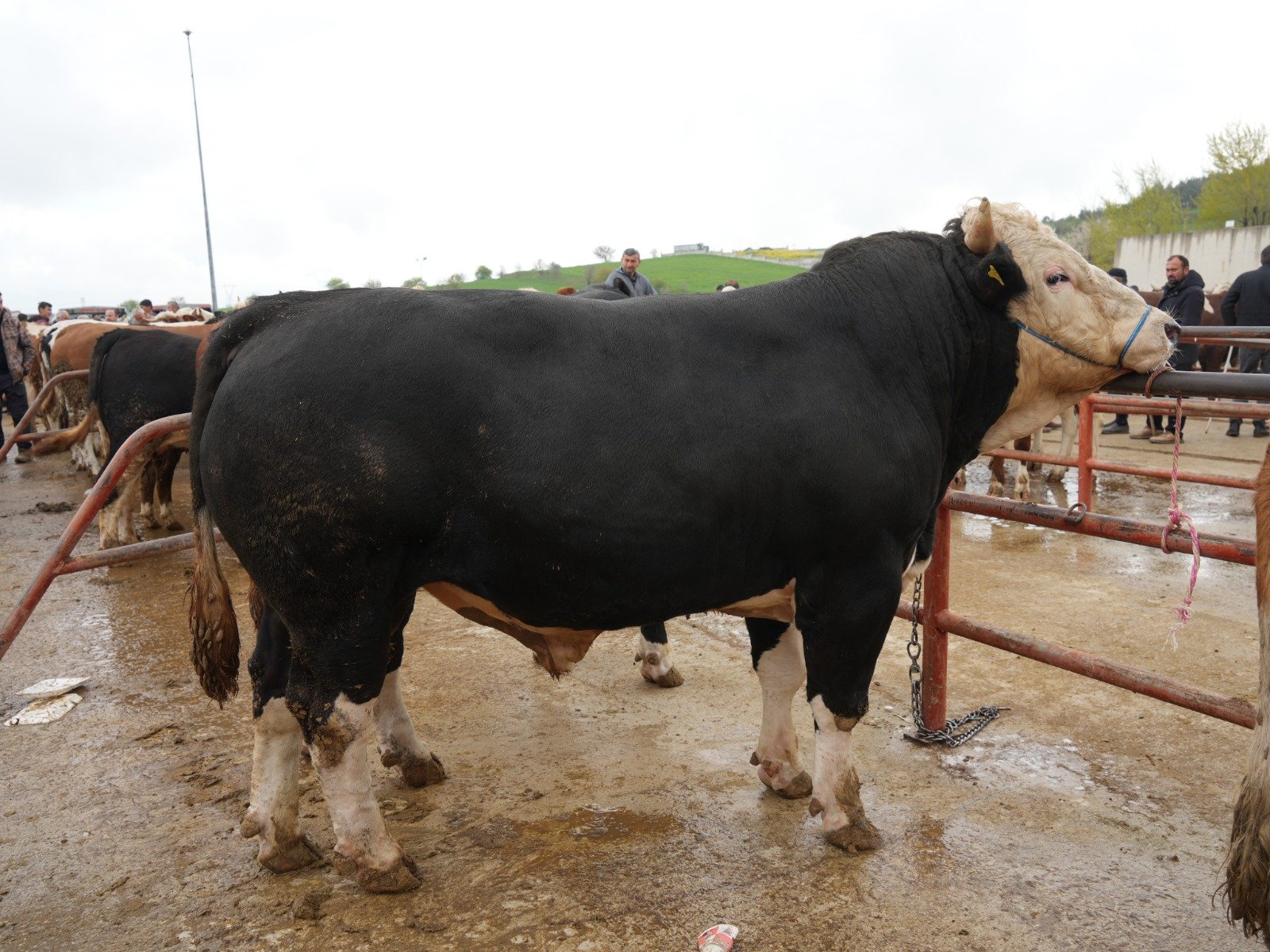 Kastamonu’da 850 Kiloluk Tosun 340 Bin Tl’ye Satıldı (2)