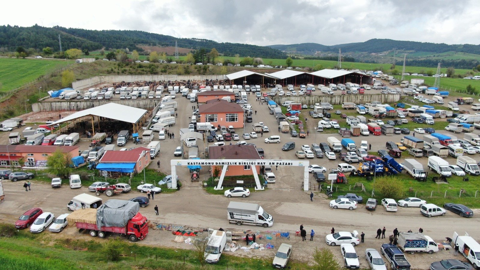 Kastamonu’da 850 Kiloluk Tosun 340 Bin Tl’ye Satıldı (4)