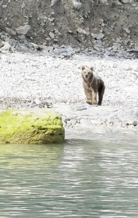 Kastamonu'da Ayı Sahile Indi, Balıga Kaptı Ormana Kactı (2)