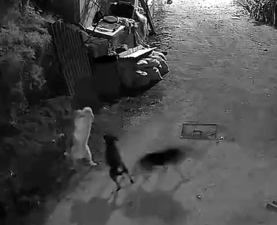 Kastamonu’da Kurt Köye Indi! (2)