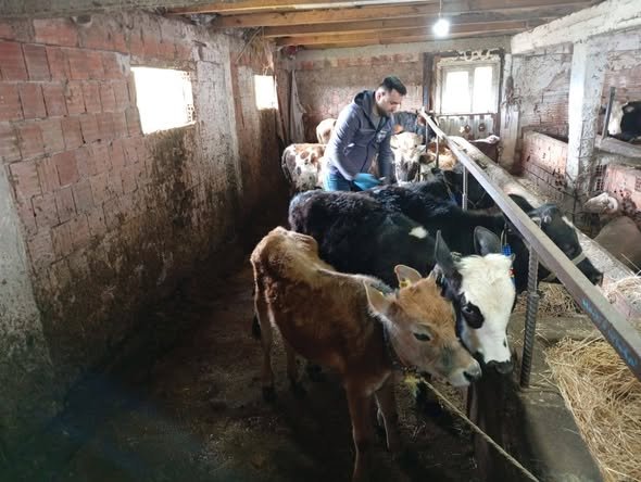 Kastamonu’da Şap Aşısı Mesaisi (2)