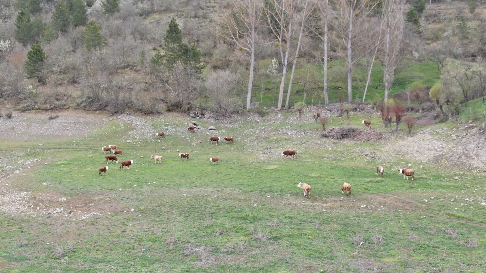 Kastamonu’da Suyun Çekildiği Baraj Gölü Meraya Dönüştü (3)